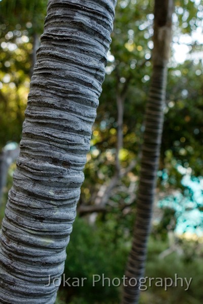 Lord Howe Island_20061210_046.jpg